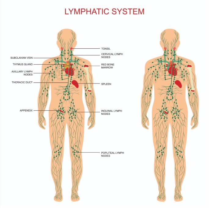 système lymphatique humain 