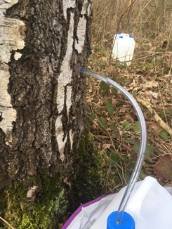 Birch sap: how to extract and use it