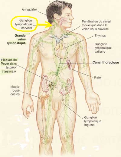 les ganglions lymphatiques 