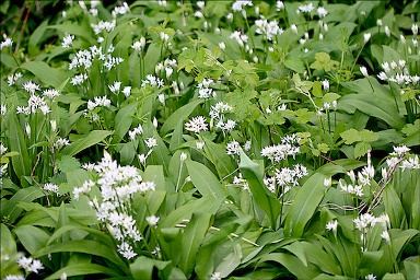 ail des ours au printemps 