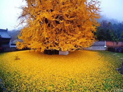 ginkgo biloba automne 