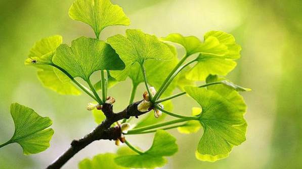 feuilles ginkgo biloba 