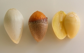 fruits ginko biloba 