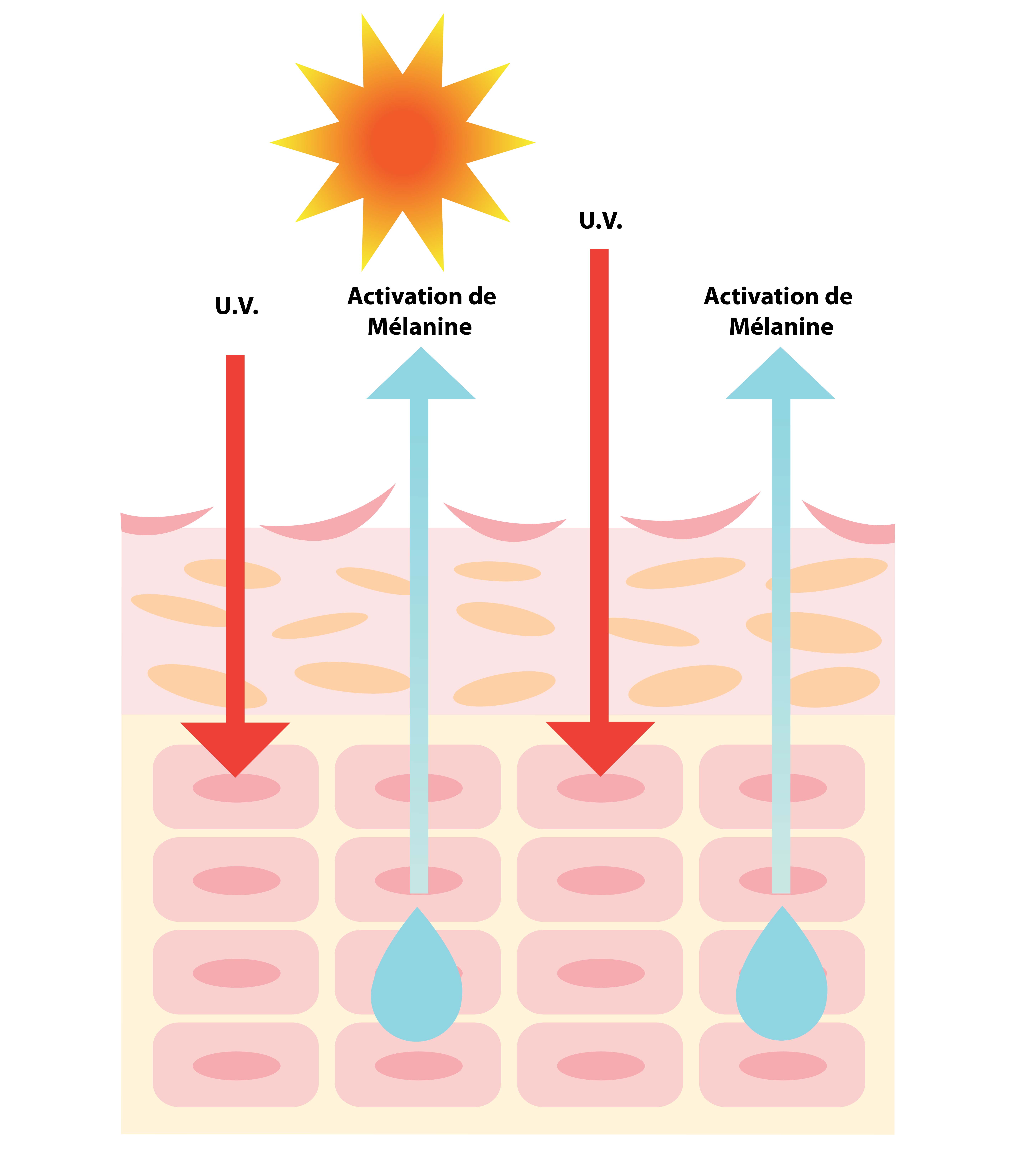 protection solaire interne