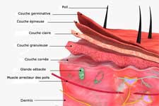 descriptif de la peau 