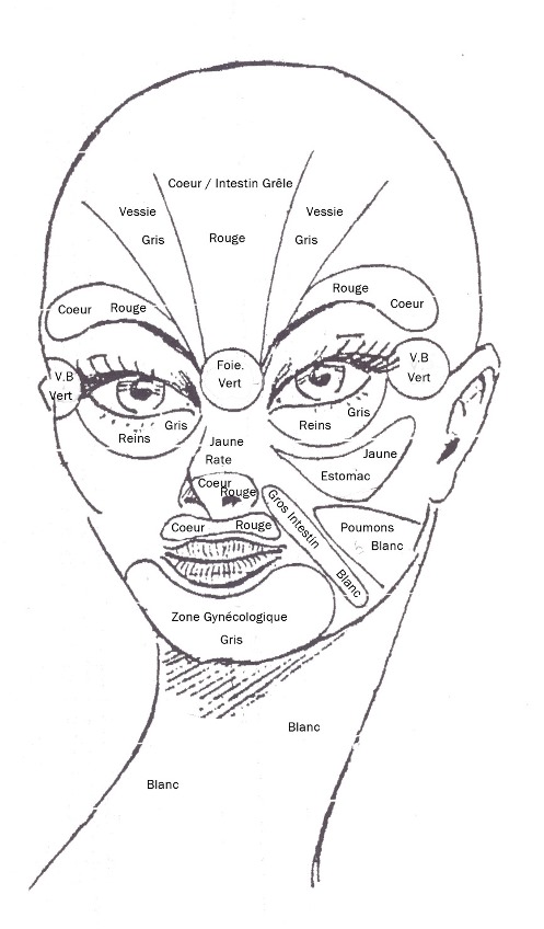 les méridiens précis du visage