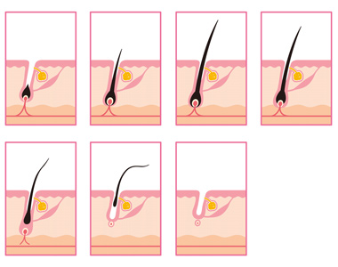 schéma des différents stades de la croissance des cheveux 