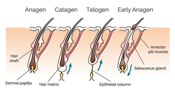 les différents stades de la croissance des cheveux