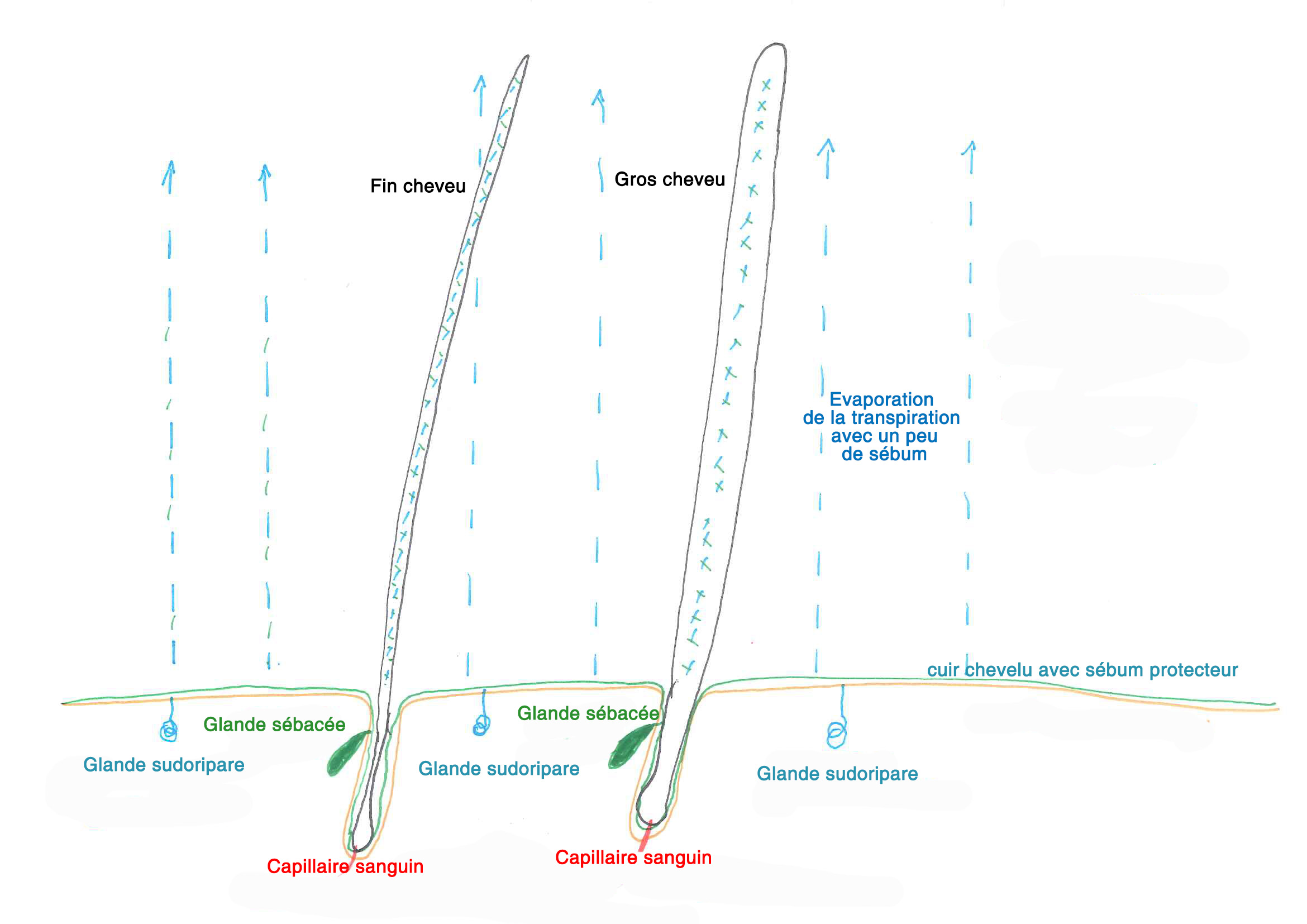 schéma transpiration cuir chevelu